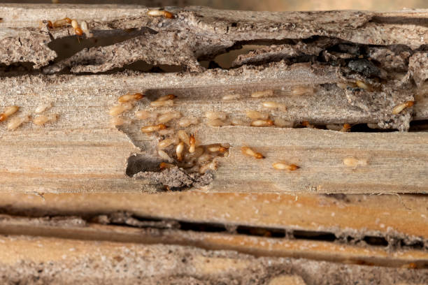 Best Insect Control  in Heron Bay, GA